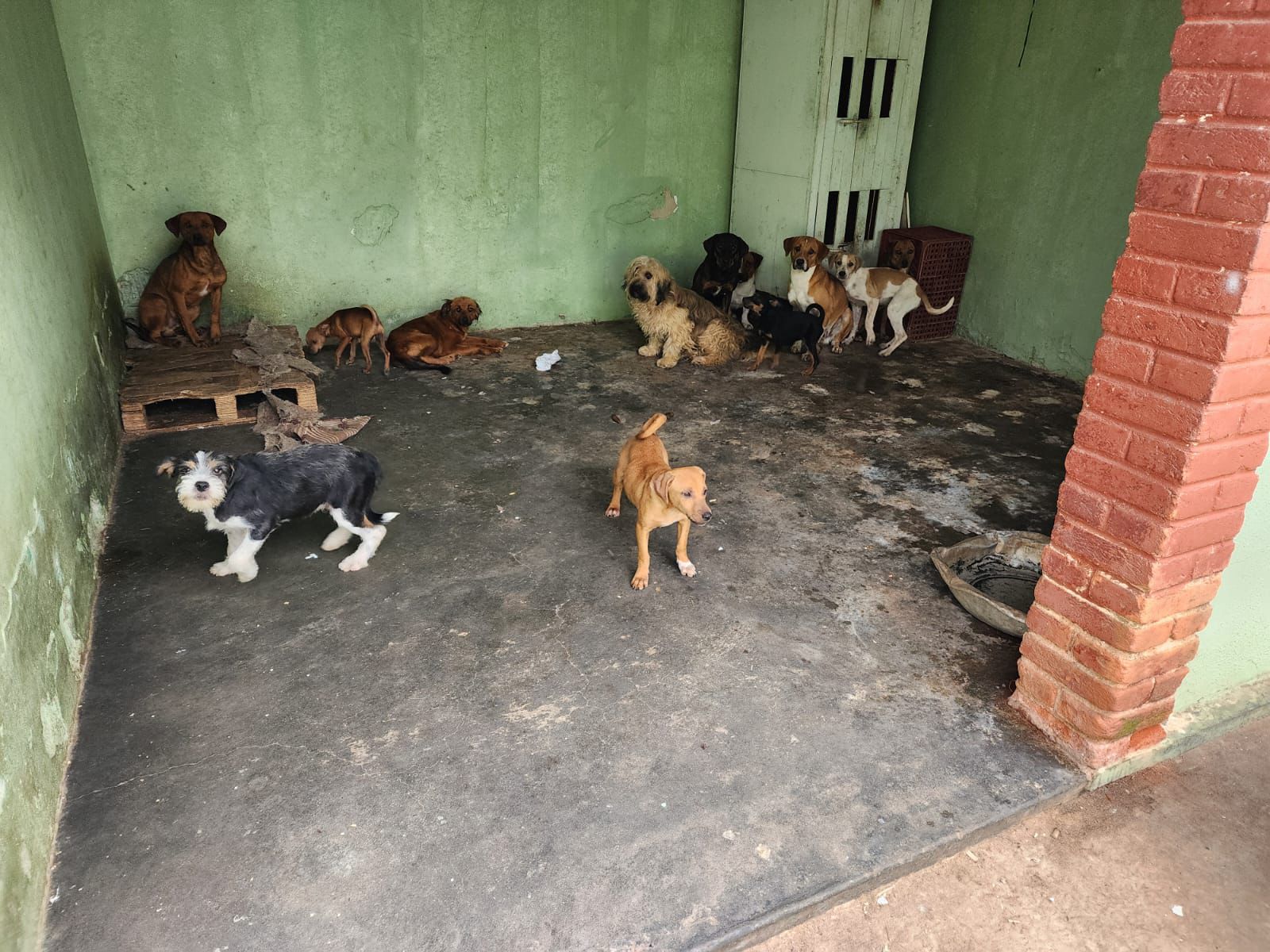 Denúncias podem ser feitas anonimamente através dos canais oficiais da Polícia Civil (Delegacia Eletrônica de Proteção Animal. Foto/Divulgação