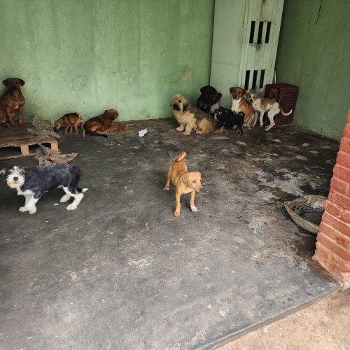 Denúncias podem ser feitas anonimamente através dos canais oficiais da Polícia Civil (Delegacia Eletrônica de Proteção Animal. Foto/Divulgação