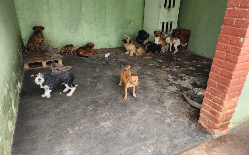 Denúncias podem ser feitas anonimamente através dos canais oficiais da Polícia Civil (Delegacia Eletrônica de Proteção Animal. Foto/Divulgação