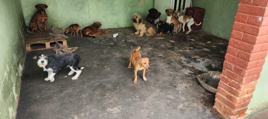 Denúncias podem ser feitas anonimamente através dos canais oficiais da Polícia Civil (Delegacia Eletrônica de Proteção Animal. Foto/Divulgação