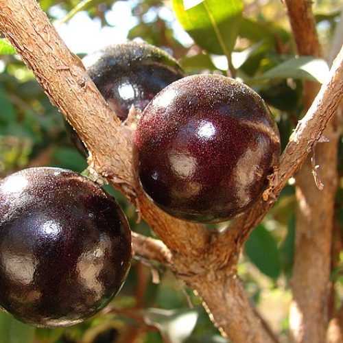 Adição da farinha da casca de jabuticaba gerou aumento significativo de mais de 50% nas fibras. Foto/Governo de SP