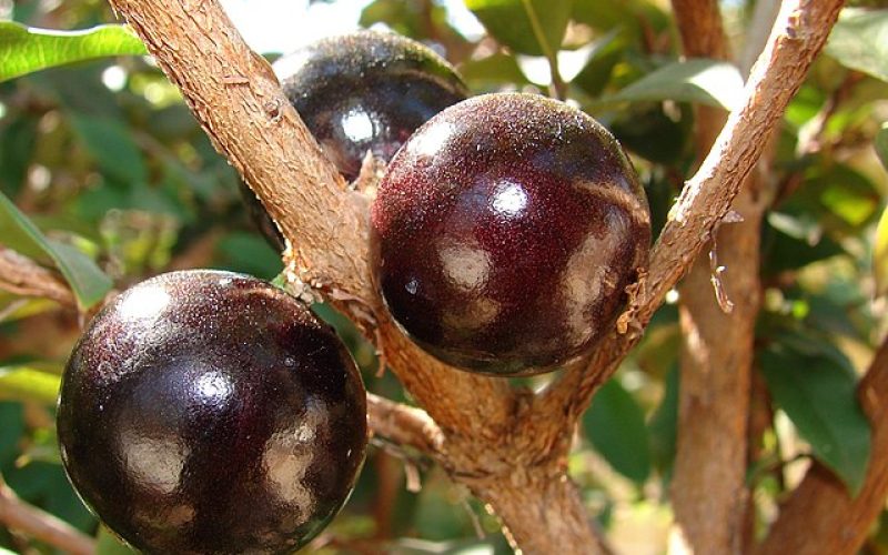 Adição da farinha da casca de jabuticaba gerou aumento significativo de mais de 50% nas fibras. Foto/Governo de SP