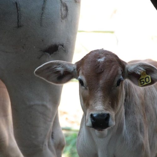 O produtor teve de vacinar todas as fêmeas bovinas e bubalinas de três a oito meses de idade. Foto/Divulgação