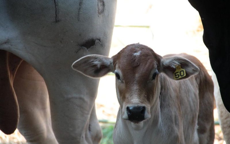 O produtor teve de vacinar todas as fêmeas bovinas e bubalinas de três a oito meses de idade. Foto/Divulgação