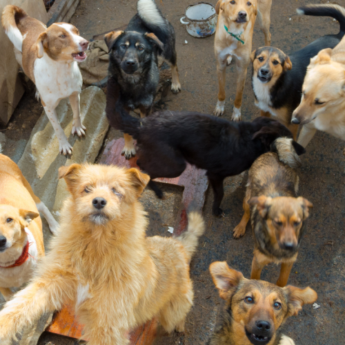 Nesta primeira etapa serão destinadas 400 vagas aos animais dos moradores do Rechã e bairros adjacentes.  Foto/Internet