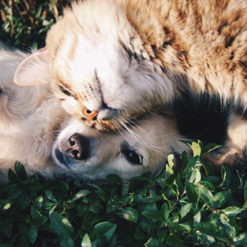 Organizações de resgate de animais e prefeituras também poderão cadastrar os bichos sob sua responsabilidade e emitir a carteirinha de identificação. Foto/Internet