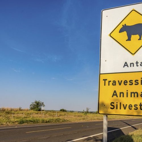 Para o Governo de São Paulo, a proteção à biodiversidade local nos trechos cortados por rodovias é um compromisso. Foto: Divulgação